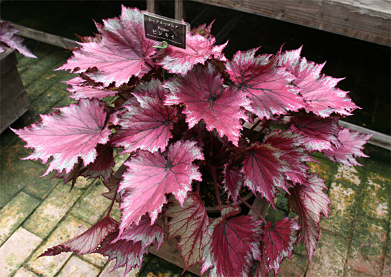 B. ‘Pinkie’
